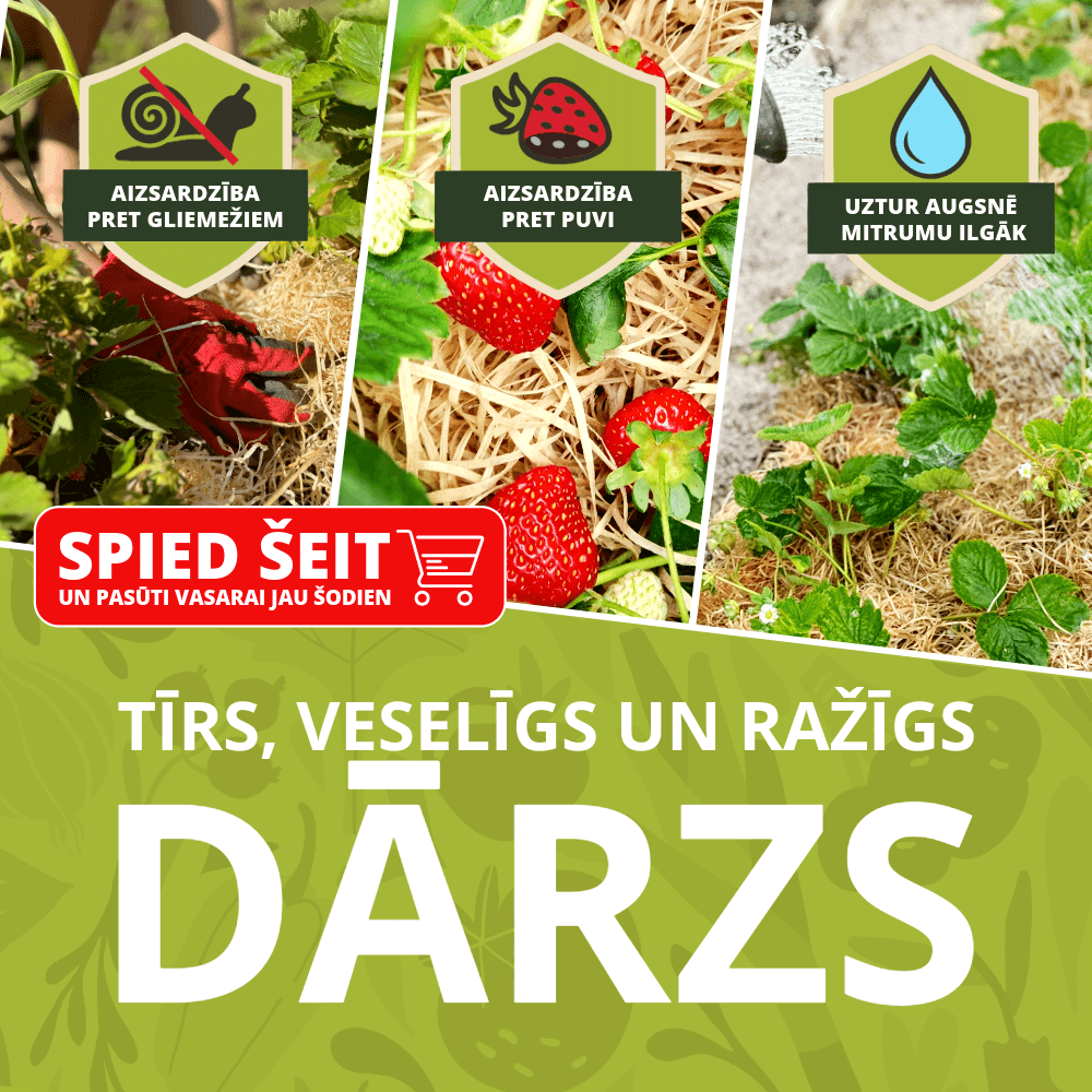 dārzs
