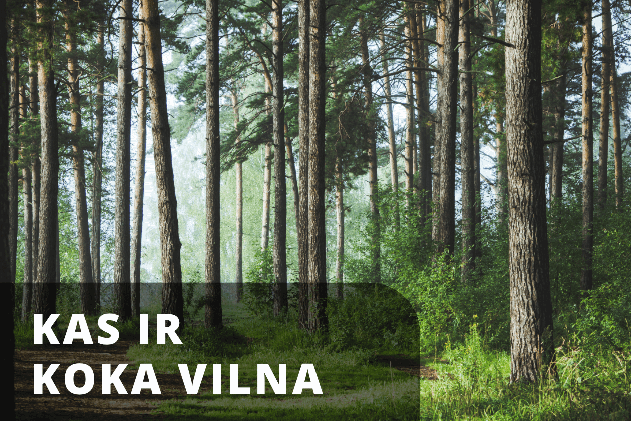 Koka vilnas ražošanas process