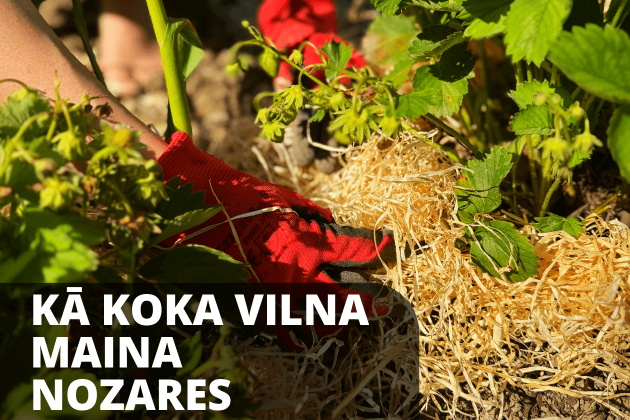 Kas ir koka vilna un kāpēc tā kļūst arvien populārāka?
