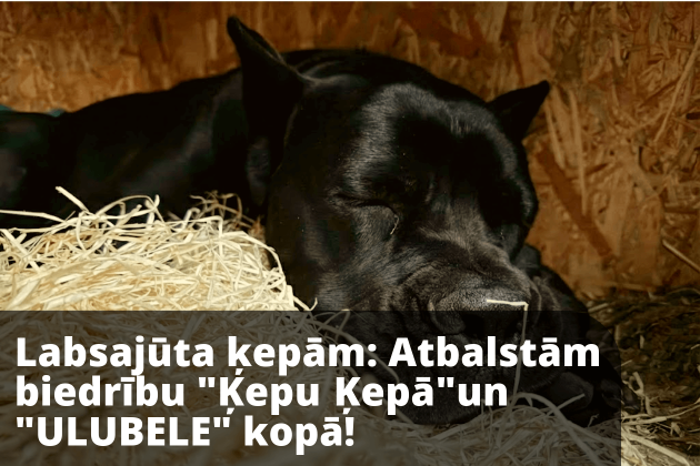 Labsajūta ķepām: Atbalstām biedrību "Ķepu Ķepā" un "ULUBELE" kopā!
