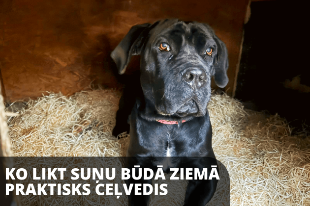 What to put in a dog kennel in winter to keep your dog warm