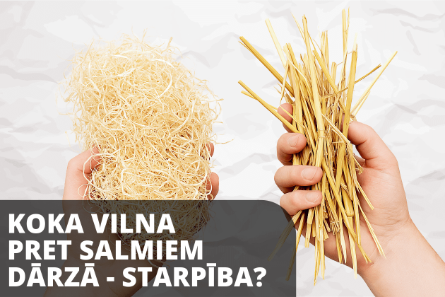 Salīdzinājums: Koka vilna vai salmi dārzā?